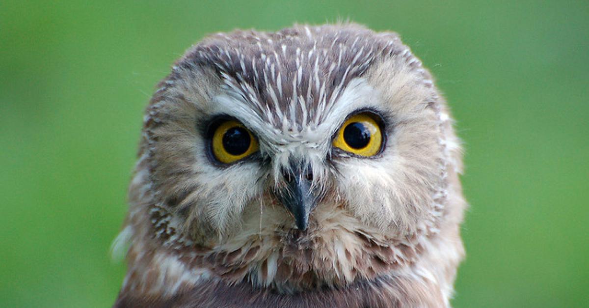 Whose Hoo? Bird Expert Asks If You Can Identify Owl Calls Wisconsin